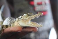 Kleines Krokodil am Bentota-Fluss in Aluthgama